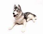 Siberian_Husky_1um copy